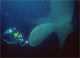 Diver with large propeller